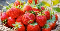 Fraises GARIGUETTE, cultivé sur notre exploitation.
En barquette de 250g
